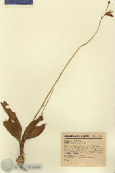 URN_catalog_HBHinton_herbarium_9396.jpg.jpg