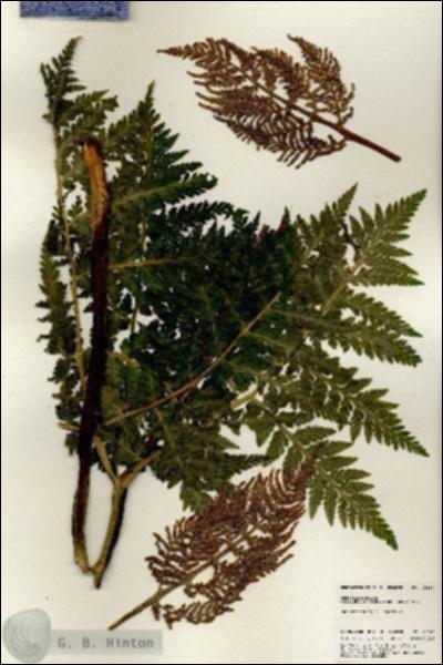 URN_catalog_HBHinton_herbarium_25280.jpg.jpg