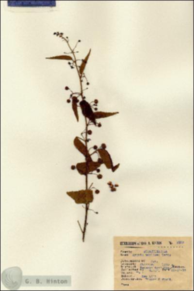 URN_catalog_HBHinton_herbarium_2193.jpg.jpg