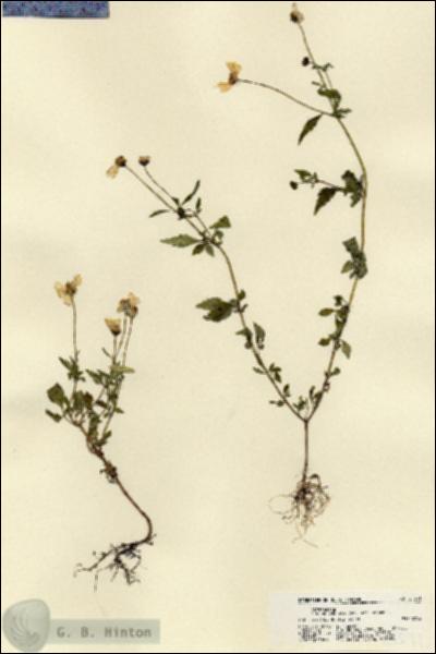 URN_catalog_HBHinton_herbarium_21591.jpg.jpg