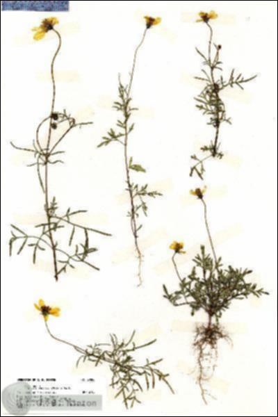 URN_catalog_HBHinton_herbarium_20086.jpg.jpg