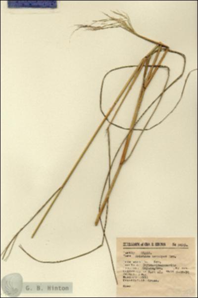 URN_catalog_HBHinton_herbarium_6673.jpg.jpg