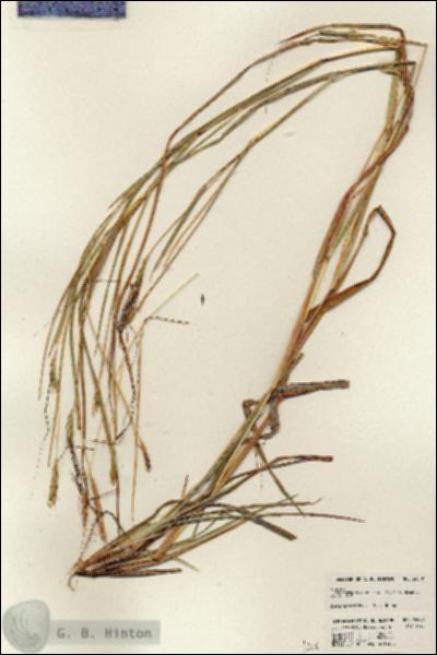 URN_catalog_HBHinton_herbarium_24006.jpg.jpg