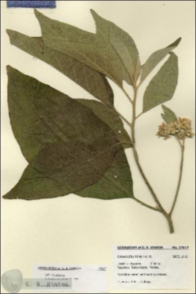URN_catalog_HBHinton_herbarium_27817.jpg.jpg