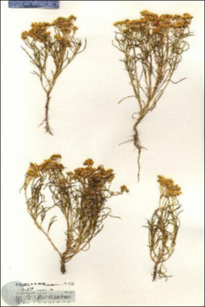 URN_catalog_HBHinton_herbarium_20464.jpg.jpg