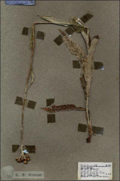 URN_catalog_HBHinton_herbarium_18304.jpg.jpg