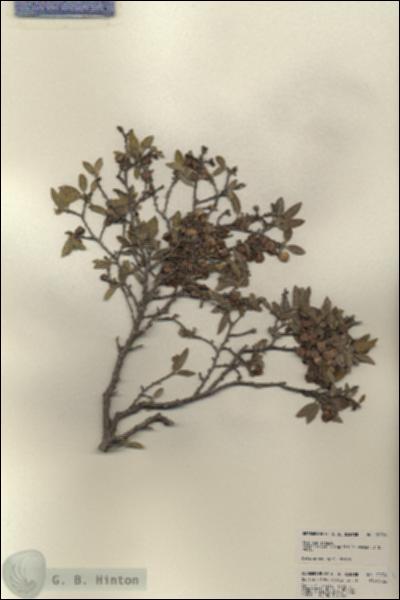 URN_catalog_HBHinton_herbarium_22734.jpg.jpg