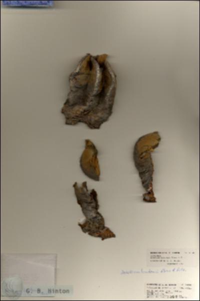 URN_catalog_HBHinton_herbarium_21529.jpg.jpg