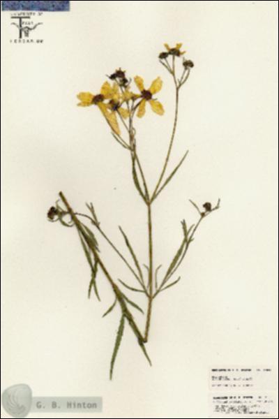 URN_catalog_HBHinton_herbarium_25531.jpg.jpg