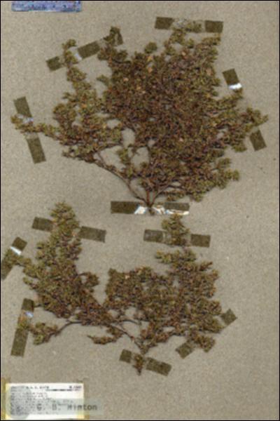 URN_catalog_HBHinton_herbarium_18641.jpg.jpg