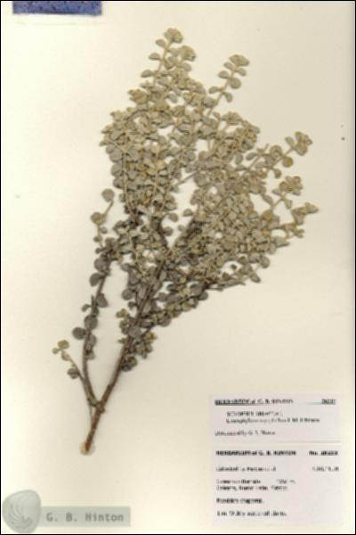 URN_catalog_HBHinton_herbarium_28219.jpg.jpg