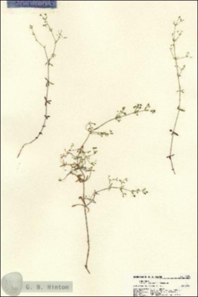 URN_catalog_HBHinton_herbarium_22274.jpg.jpg