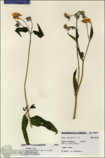 URN_catalog_HBHinton_herbarium_28471.jpg.jpg