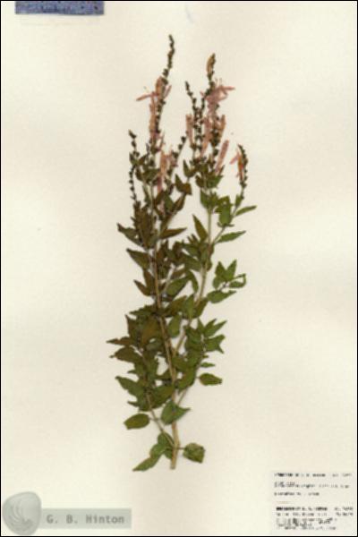 URN_catalog_HBHinton_herbarium_24283.jpg.jpg