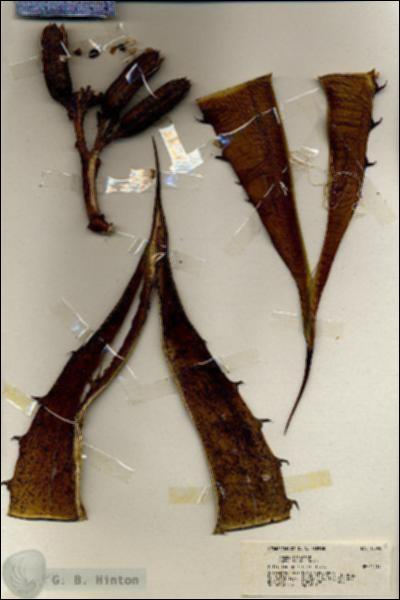 URN_catalog_HBHinton_herbarium_19892.jpg.jpg