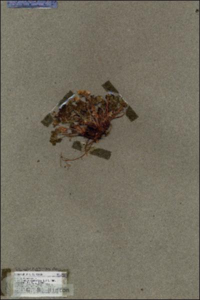 URN_catalog_HBHinton_herbarium_17022.jpg.jpg