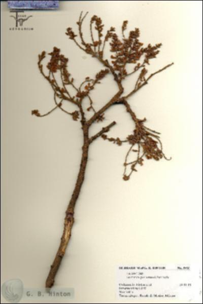 URN_catalog_HBHinton_herbarium_5936.jpg.jpg