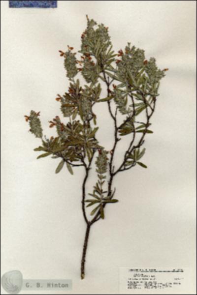 URN_catalog_HBHinton_herbarium_20801.jpg.jpg