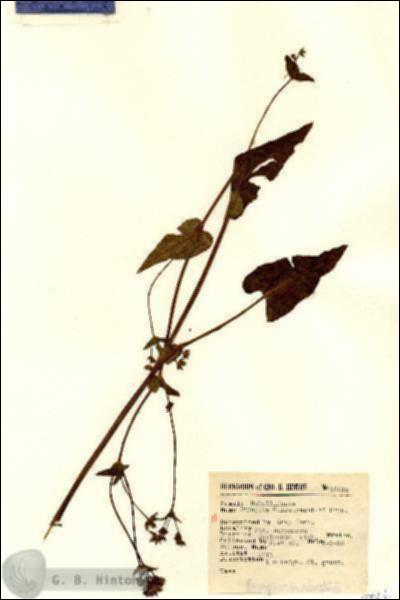 URN_catalog_HBHinton_herbarium_15044.jpg.jpg