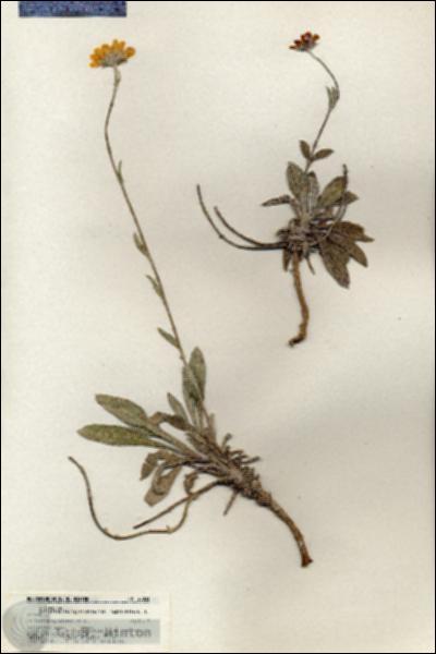 URN_catalog_HBHinton_herbarium_20833.jpg.jpg