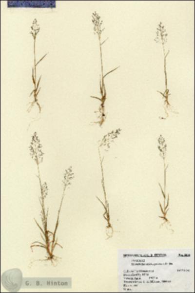 URN_catalog_HBHinton_herbarium_1876.jpg.jpg
