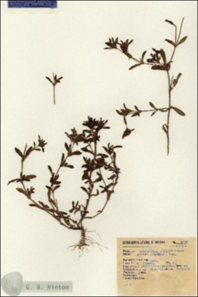 URN_catalog_HBHinton_herbarium_1459.jpg.jpg