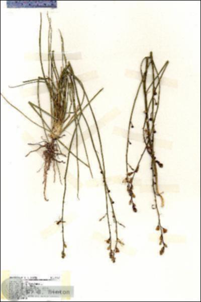 URN_catalog_HBHinton_herbarium_19412.jpg.jpg