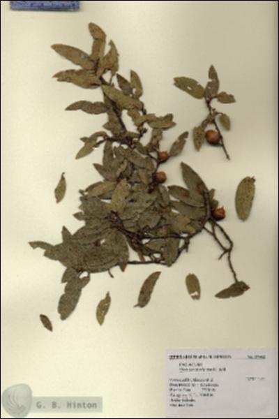 URN_catalog_HBHinton_herbarium_17462.jpg.jpg