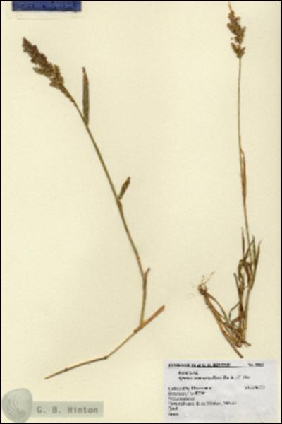 URN_catalog_HBHinton_herbarium_3521.jpg.jpg