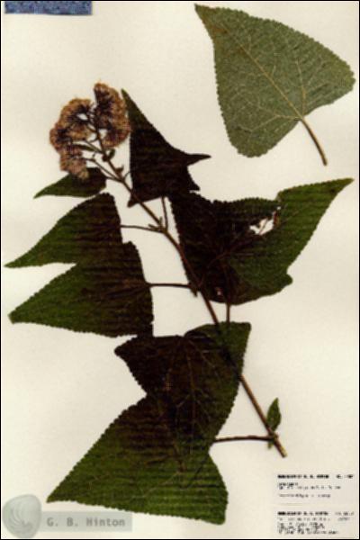 URN_catalog_HBHinton_herbarium_23807.jpg.jpg