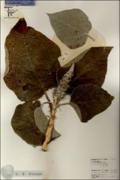 URN_catalog_HBHinton_herbarium_26467.jpg.jpg