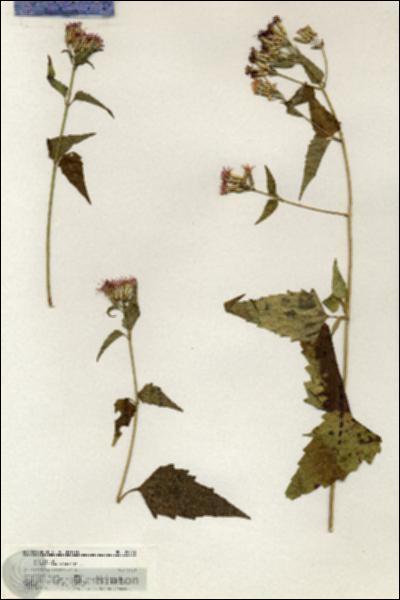 URN_catalog_HBHinton_herbarium_20872.jpg.jpg