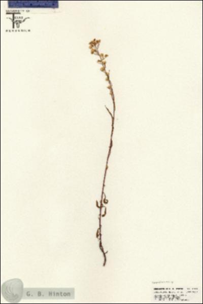 URN_catalog_HBHinton_herbarium_25591.jpg.jpg