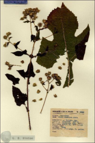 URN_catalog_HBHinton_herbarium_12855.jpg.jpg