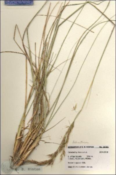 URN_catalog_HBHinton_herbarium_28261.jpg.jpg