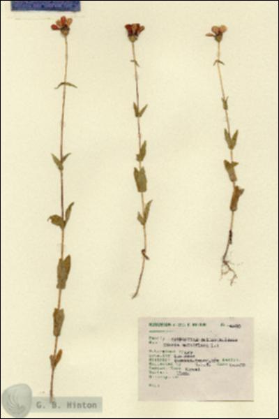 URN_catalog_HBHinton_herbarium_4500.jpg.jpg