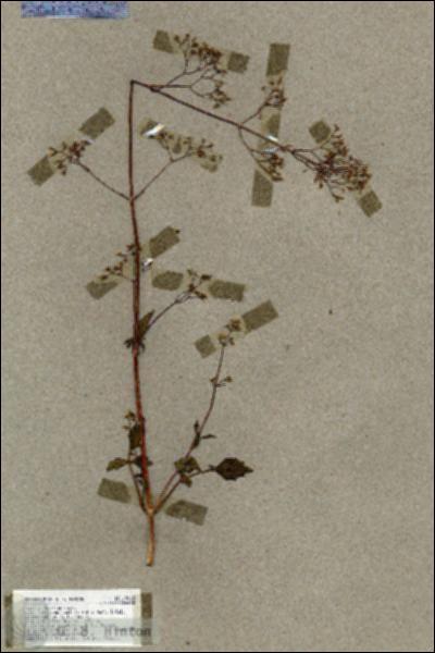 URN_catalog_HBHinton_herbarium_19022.jpg.jpg