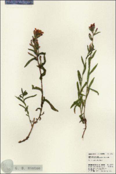 URN_catalog_HBHinton_herbarium_23153.jpg.jpg