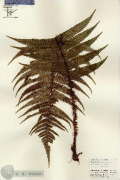 URN_catalog_HBHinton_herbarium_26103.jpg.jpg