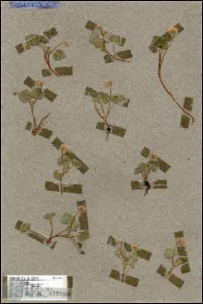 URN_catalog_HBHinton_herbarium_17394.jpg.jpg