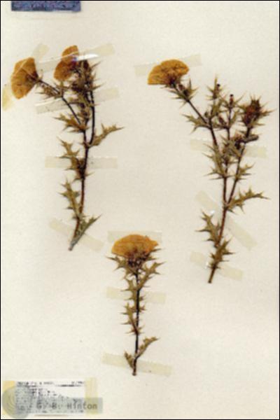 URN_catalog_HBHinton_herbarium_19472.jpg.jpg
