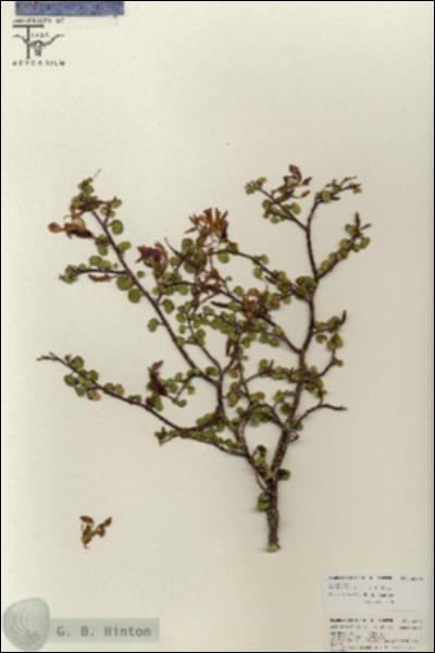 URN_catalog_HBHinton_herbarium_25746.jpg.jpg