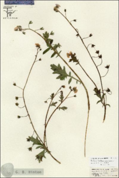 URN_catalog_HBHinton_herbarium_26664.jpg.jpg