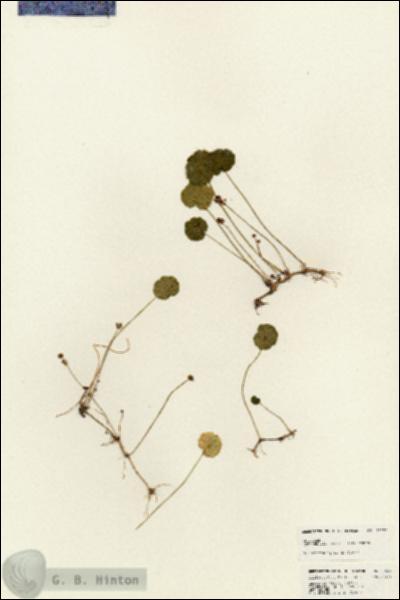 URN_catalog_HBHinton_herbarium_25236.jpg.jpg