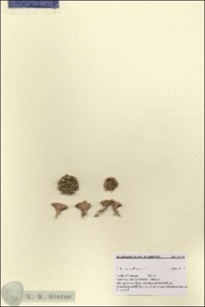 URN_catalog_HBHinton_herbarium_28796.jpg.jpg