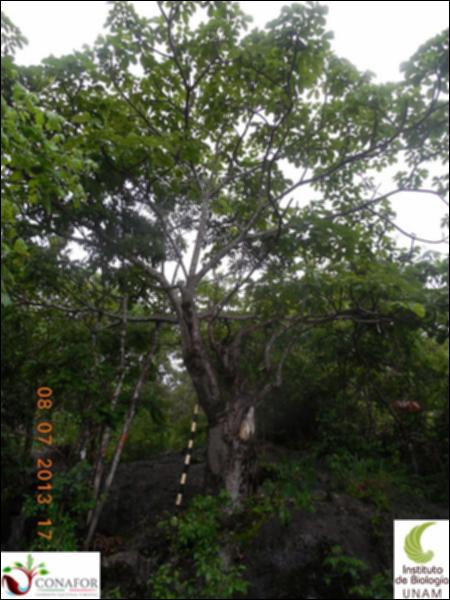 76081_S1_ARC_20130708_011_001.jpg.jpg