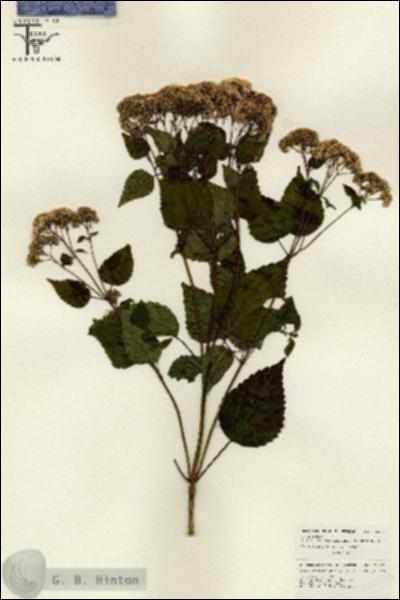 URN_catalog_HBHinton_herbarium_26022.jpg.jpg
