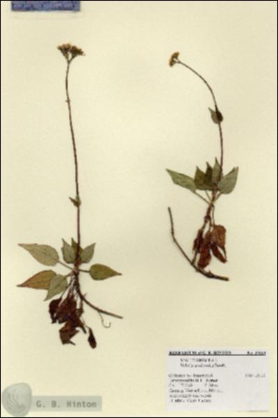 URN_catalog_HBHinton_herbarium_19119.jpg.jpg