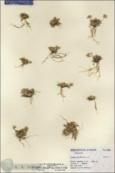 URN_catalog_HBHinton_herbarium_27043.jpg.jpg