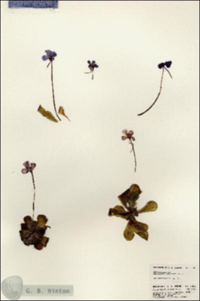 URN_catalog_HBHinton_herbarium_23080.jpg.jpg